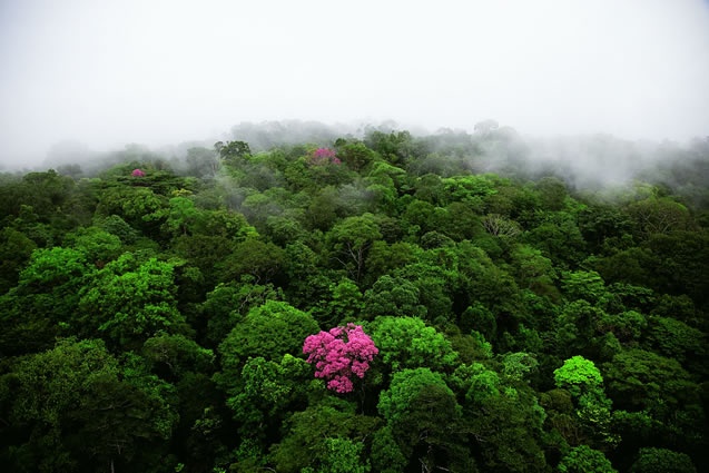 Le lapacho bio un arbre anticancer et qui soigne beaucoup de maux