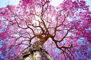 L'écorce de lapacho bio anticancer naturel sur www.biologiquement.com