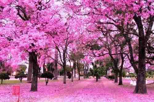 le lapacho un arbre centenaire anticancer naturel puissant