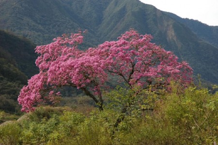 le lapacho un arbre centenaire anticancer naturel puissant