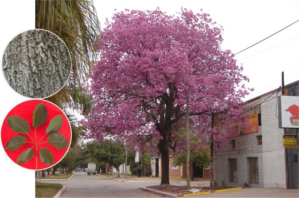 Le lapocho a une écorce qui renferme des bienfaits thérapeutiques multiples